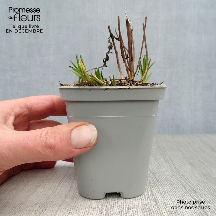 Achillea ptarmica The Pearl Maceta de 8/9 cm Ejemplar entregado en invierno