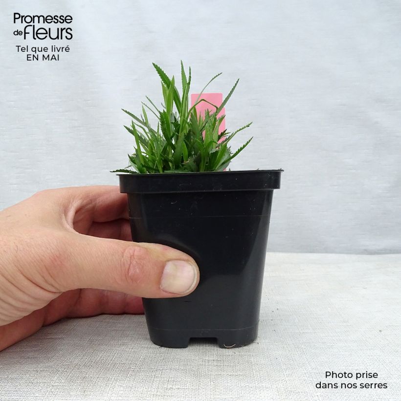 Achillea ptarmica The Pearl Maceta de 8/9 cm Ejemplar entregado en la primavera