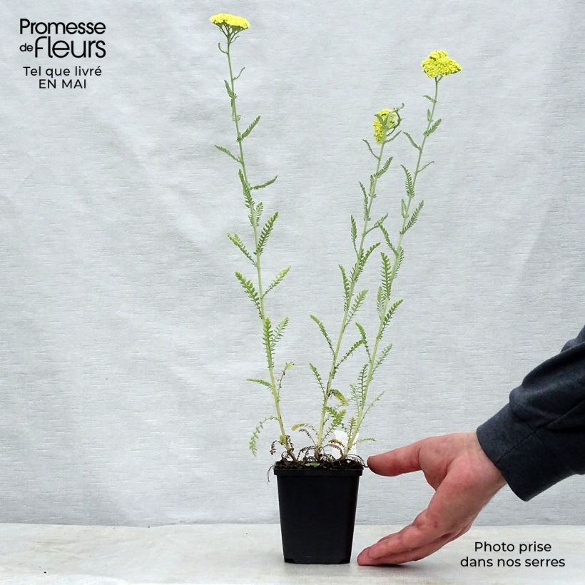 Achillea taygetea - Milenrama Maceta de 8/9 cm Ejemplar entregado en la primavera