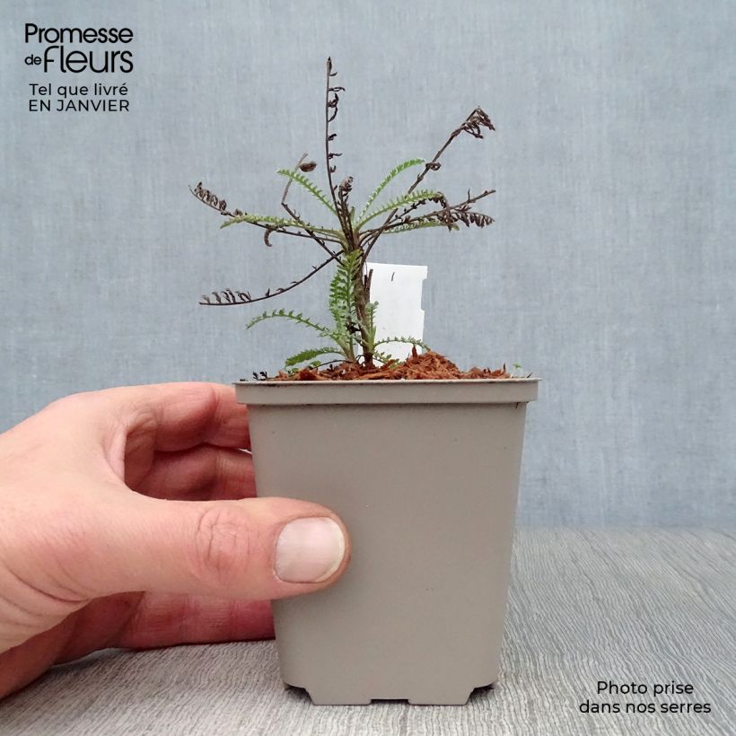 Achillea taygetea - Milenrama Maceta de 8/9 cm Ejemplar entregado en invierno