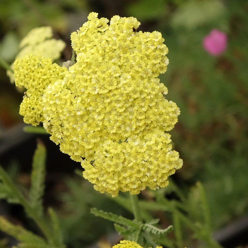 Achillea taygetea - Milenrama (Floración)