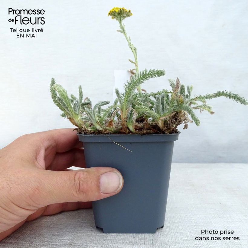 Achillea tomentosa - Milenrama almerilla Maceta de 8/9 cm Ejemplar entregado en la primavera