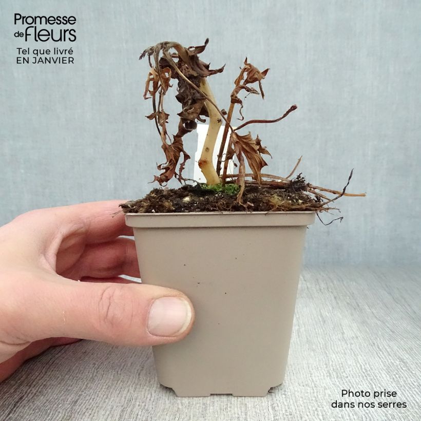 Aconitum Purple Sparrow Maceta de 8/9 cm Ejemplar entregado en invierno