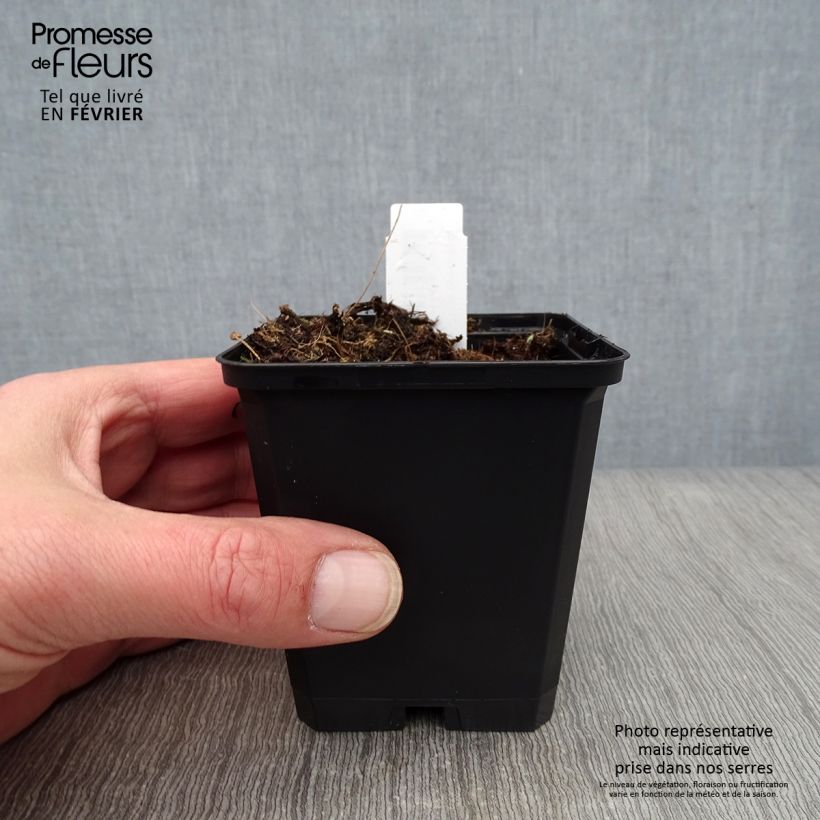 Aconitum henryi Spark's Variety Maceta de 8/9 cm Ejemplar entregado en invierno