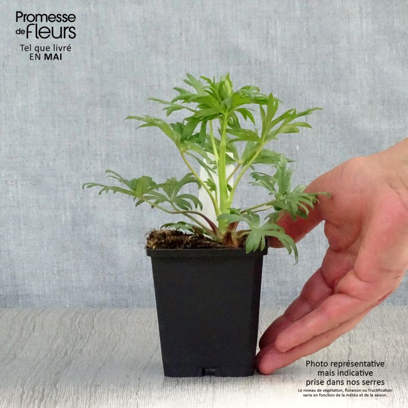 Aconitum henryi Spark's Variety Maceta de 8/9 cm Ejemplar entregado en la primavera