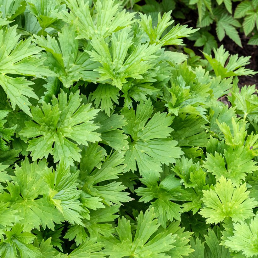 Aconitum lycoctonum subsp. neapolitanum (Follaje)