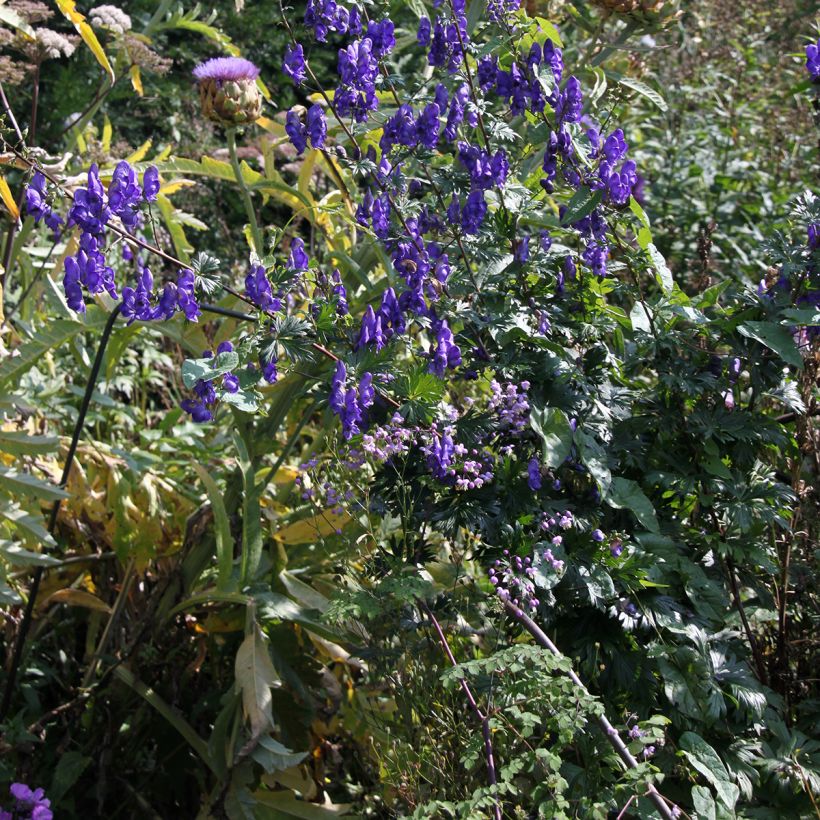 Aconitum pubiceps - Acónito (Porte)