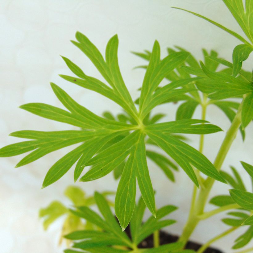 Aconitum napellus Schneewittchen (Follaje)