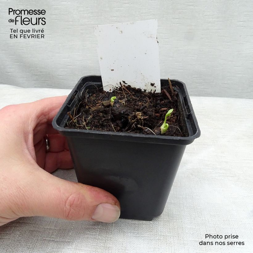 Aconitum napellus Schneewittchen Maceta de 8/9 cm Ejemplar entregado en invierno