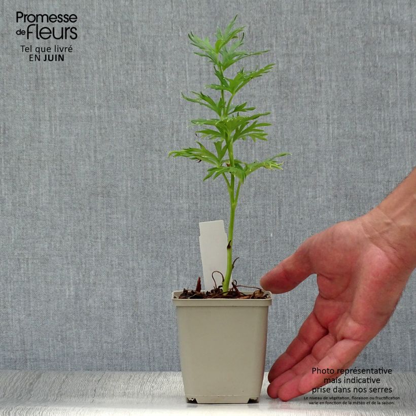 Ejemplar de Aconitum napellus Schneewittchen Maceta de 8/9 cm entregado en verano