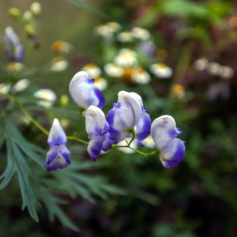 Aconitum cammarum Bicolor (Floración)