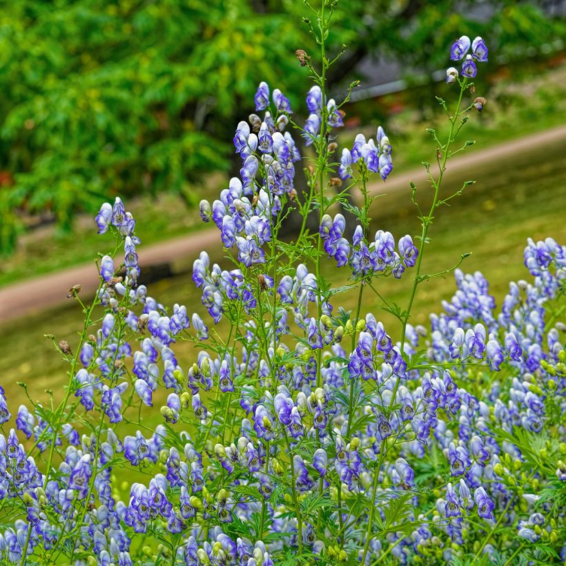 Aconitum cammarum Bicolor (Porte)