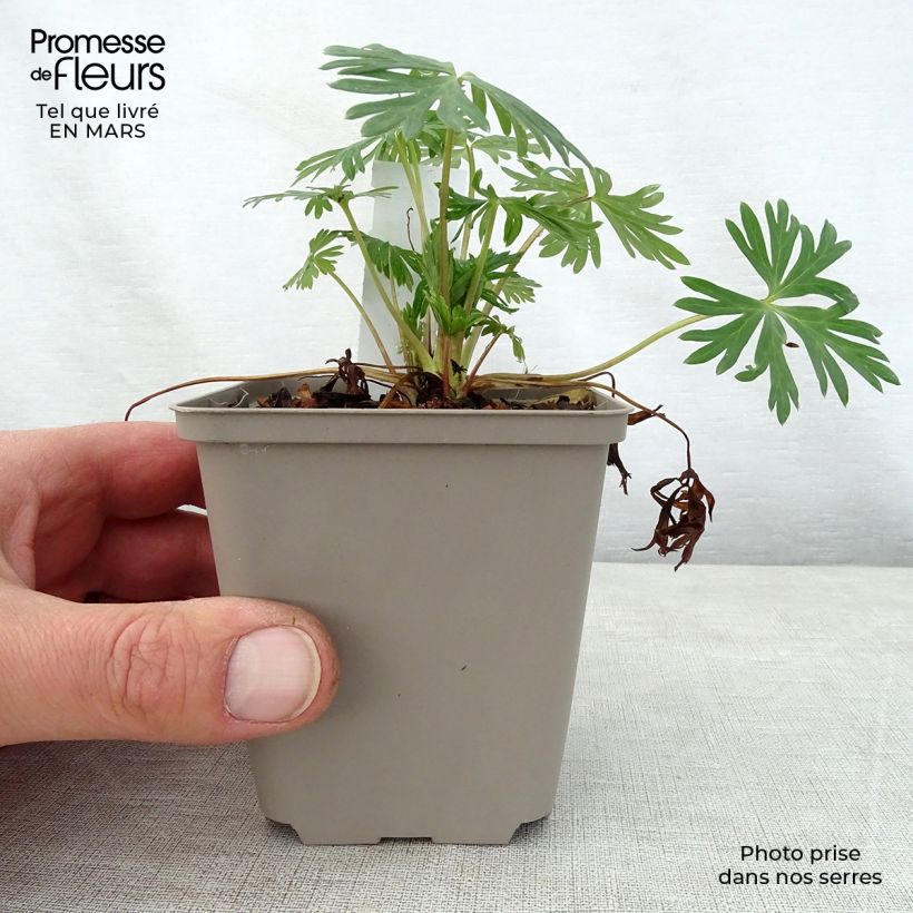 Aconitum Stainless Steel Maceta de 8/9 cm Ejemplar entregado en la primavera