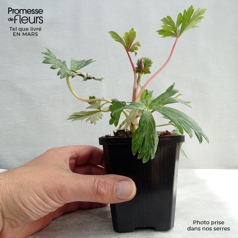 Aconitum carmichaelii Arendsii Maceta de 8/9 cm Ejemplar entregado en la primavera