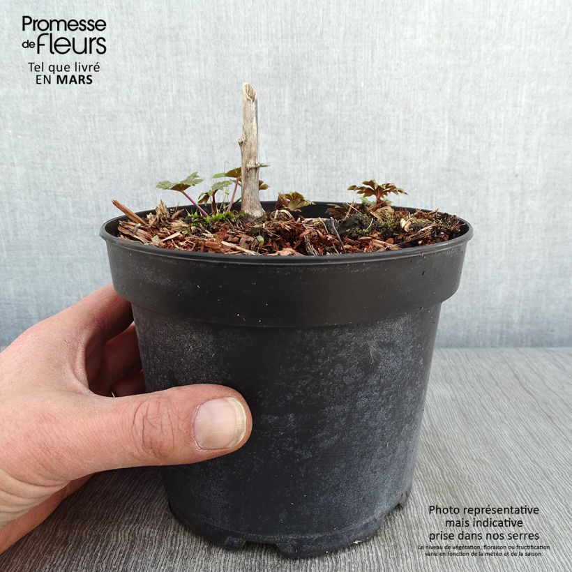Aconitum carmichaelii Arendsii Maceta 2L/3L Ejemplar entregado en invierno