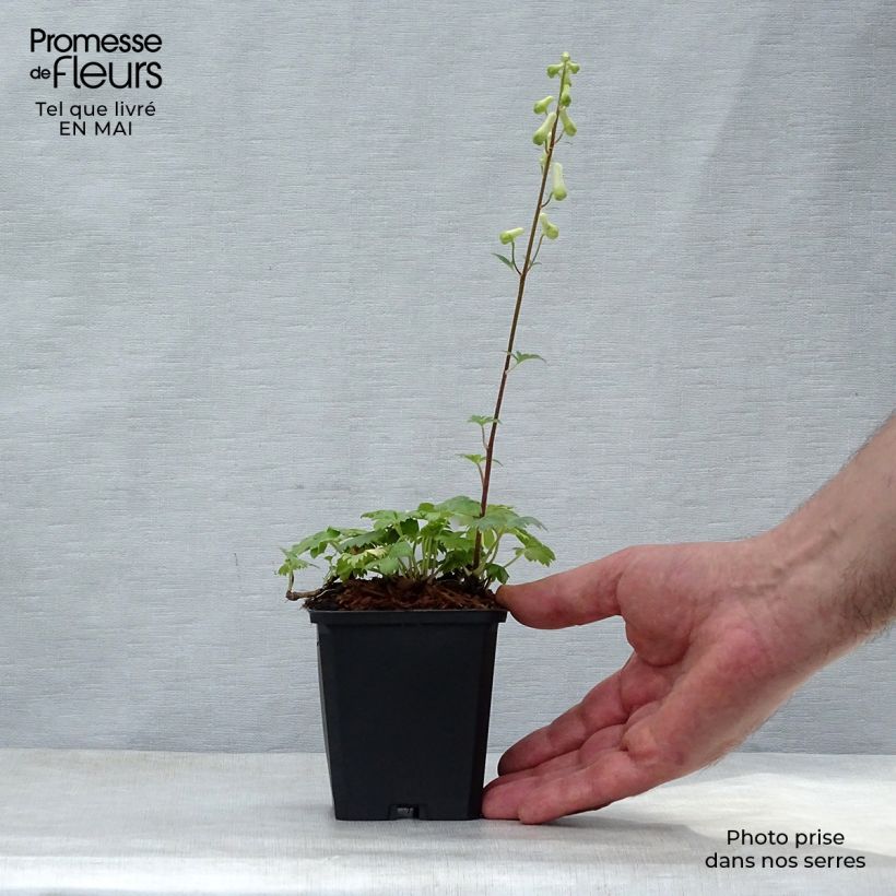 Aconitum septentrionale Ivorine Maceta de 8/9 cm Ejemplar entregado en la primavera