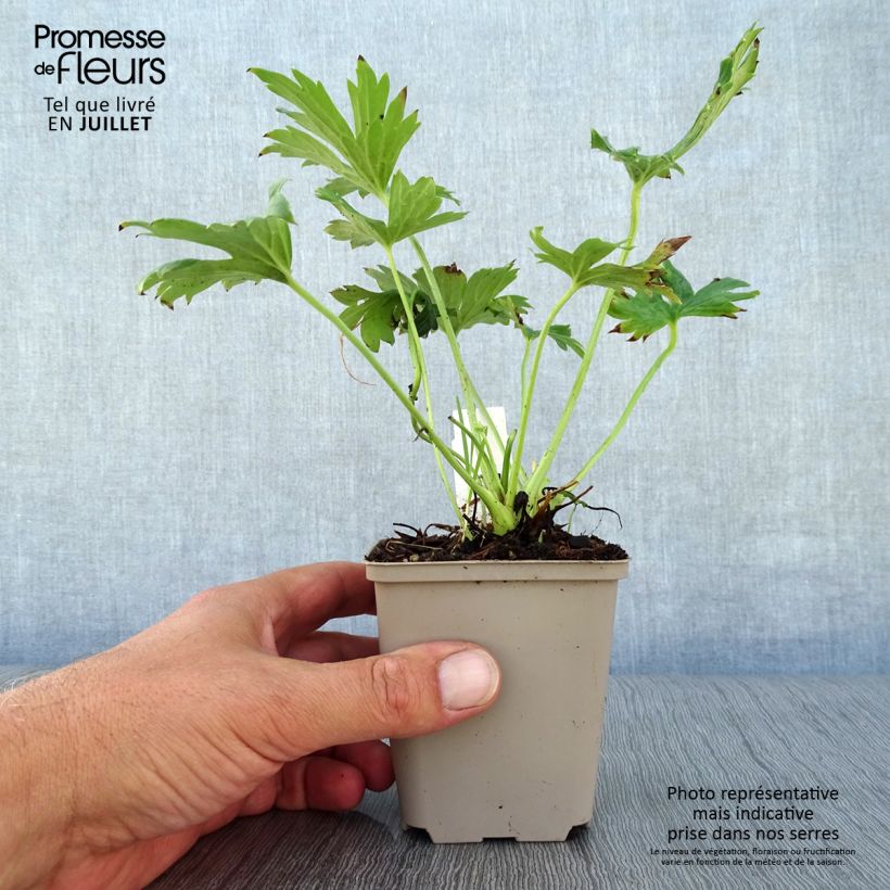 Ejemplar de Aconitum septentrionale Ivorine Maceta de 8/9 cm entregado en verano