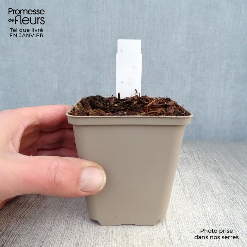 Aconitum septentrionale Ivorine Maceta de 8/9 cm Ejemplar entregado en invierno