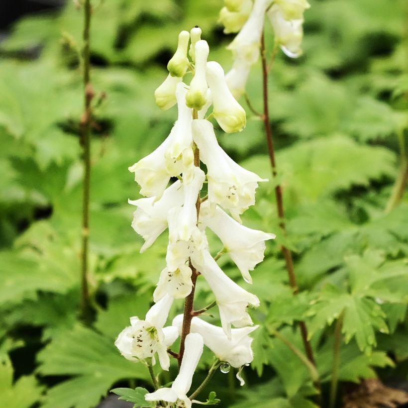 Aconitum septentrionale Ivorine (Floración)