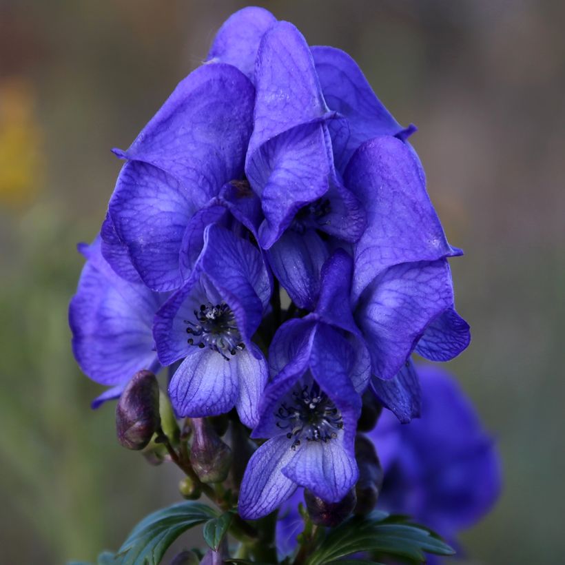 Aconitum fischeri (Floración)