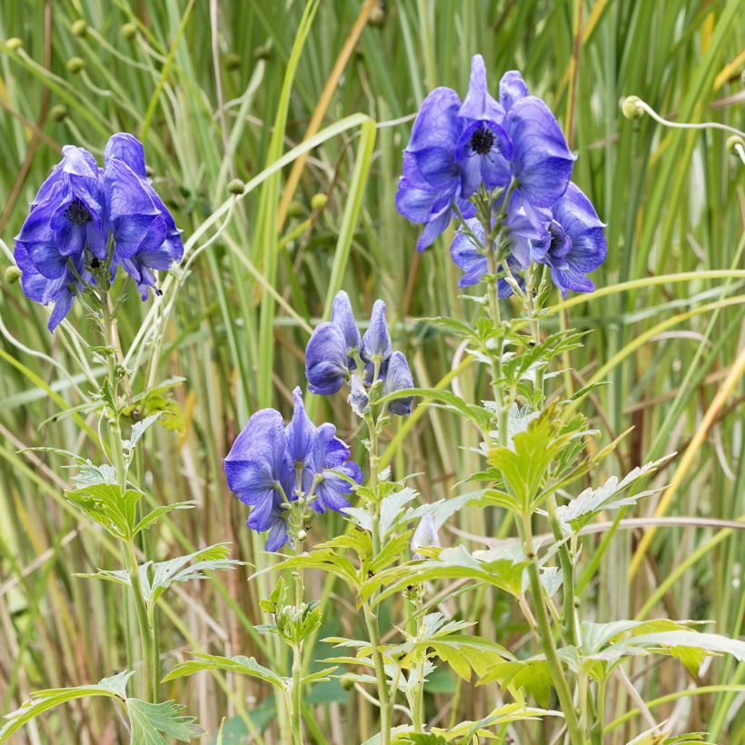 Aconitum fischeri (Porte)