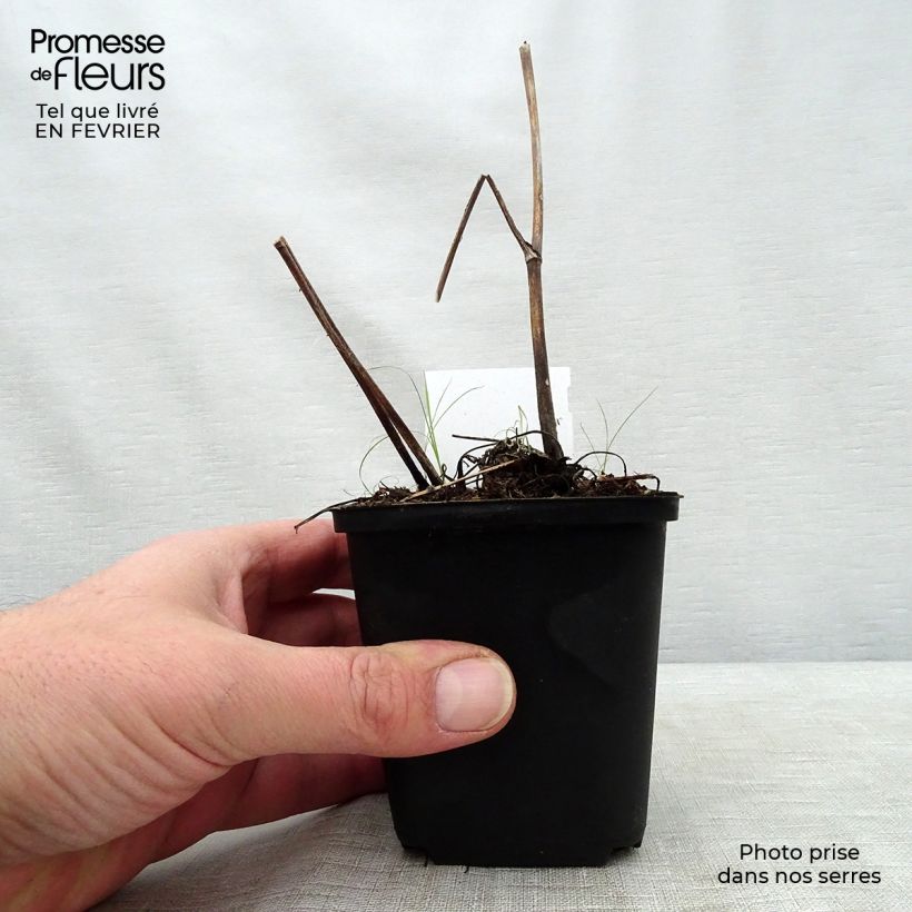 Aconitum lamarckii Maceta de 8/9 cm Ejemplar entregado en invierno