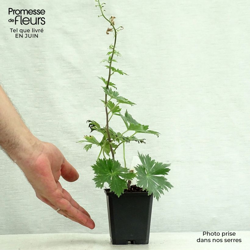 Ejemplar de Aconitum lamarckii Maceta de 8/9 cm entregado en verano