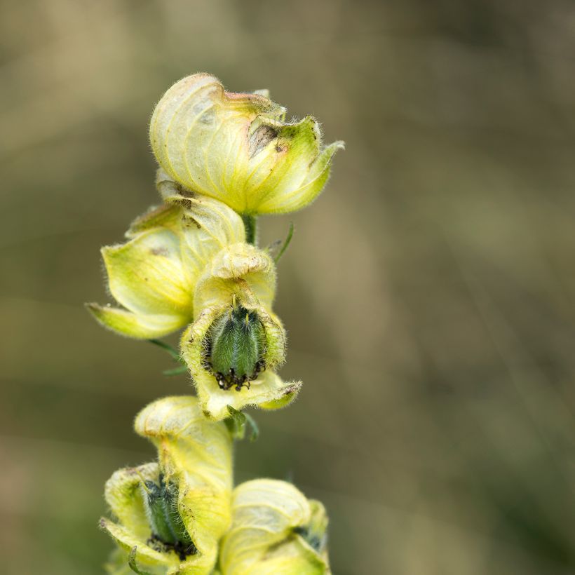 Aconitum anthora - Acónito de los Alpes (Floración)