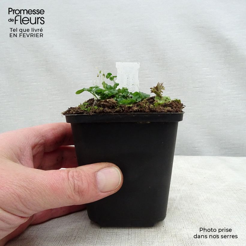 Aconitum napellus Maceta de 8/9 cm Ejemplar entregado en invierno