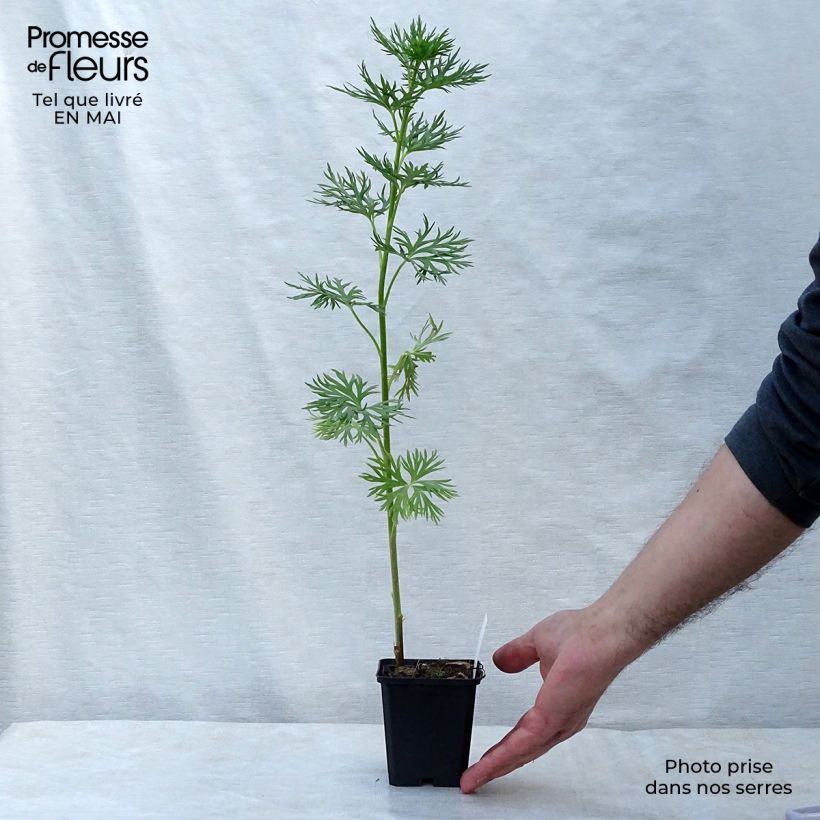 Aconitum napellus Maceta de 8/9 cm Ejemplar entregado en la primavera