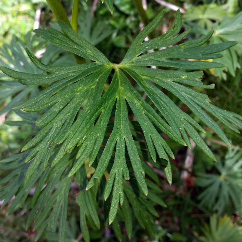 Aconitum napellus Rubellum (Follaje)