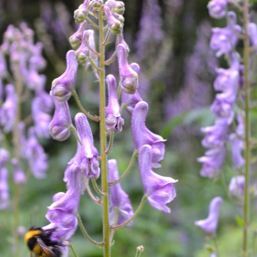 Aconitum scaposum (Floración)