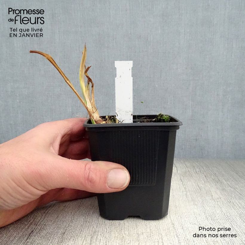 Acoro calamus Variegatus Maceta de 8/9 cm Ejemplar entregado en invierno