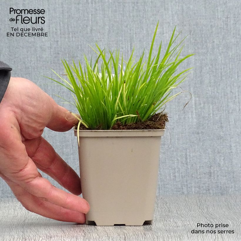 Acoro gramineus Maceta de 8/9 cm Ejemplar entregado en invierno