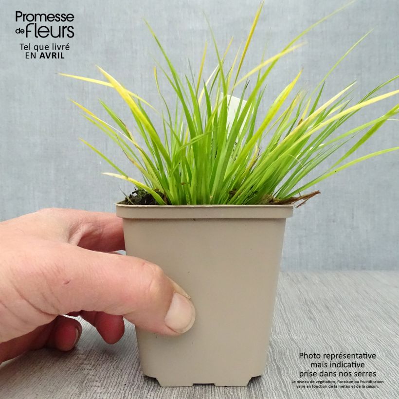 Acoro gramineus Maceta de 8/9 cm Ejemplar entregado en la primavera