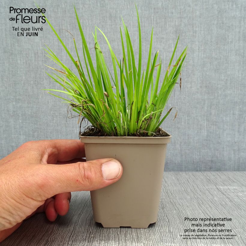 Acoro gramineus Hakuro Nishiki Maceta de 8/9 cm Ejemplar entregado en la primavera