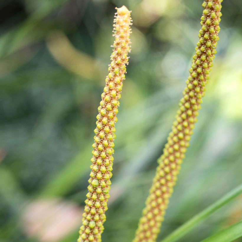 Acoro gramineus Licorice (Floración)