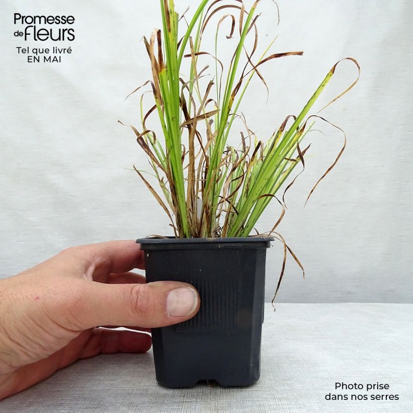 Acoro amarillo - Acorus gramineus Ogon Maceta de 8/9 cm Ejemplar entregado en la primavera