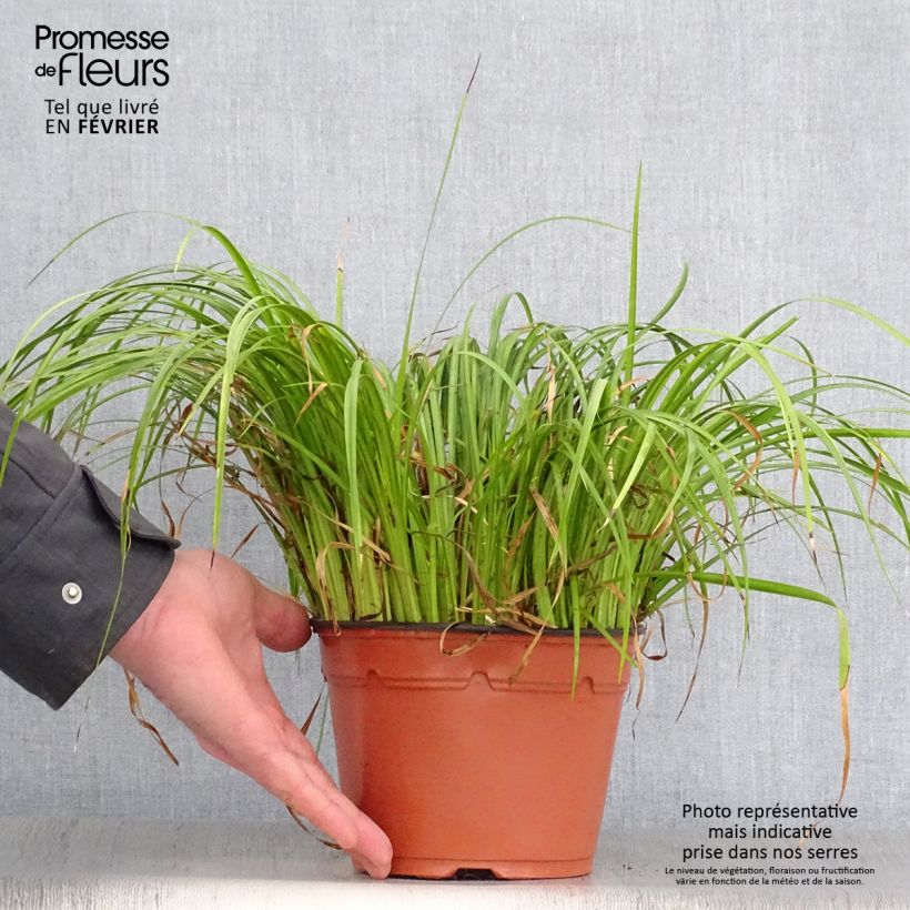 Acoro amarillo - Acorus gramineus Ogon Maceta 2L/3L Ejemplar entregado en invierno