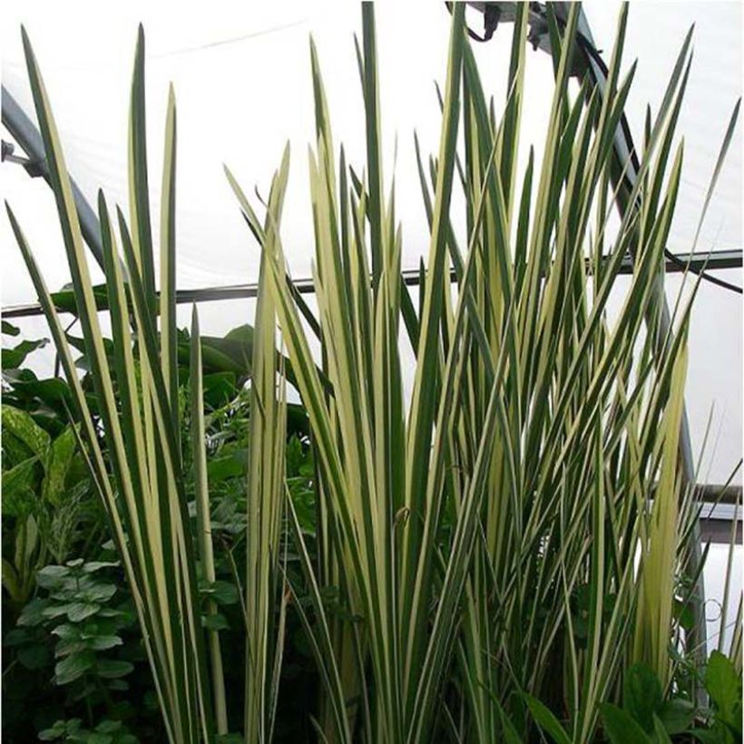 Acoro gramineus Variegatus (Follaje)