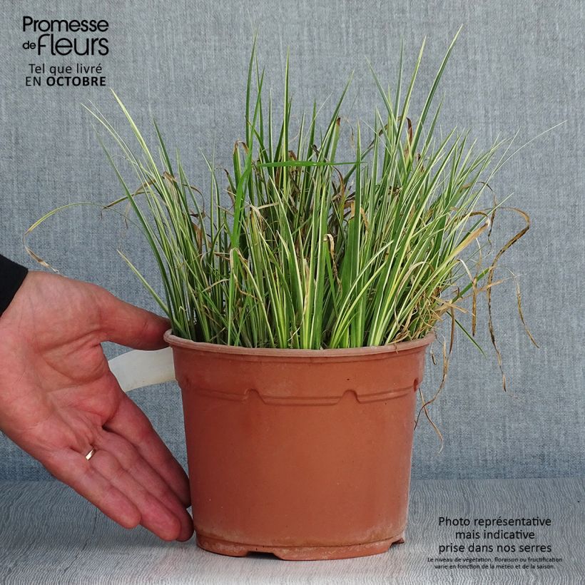 Ejemplar de Acoro gramineus Variegatus Maceta 2L/3L entregado en otoño