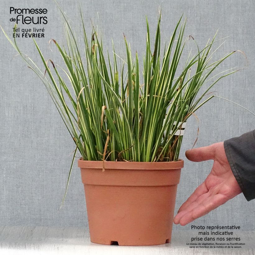 Acoro gramineus Variegatus Maceta 2L/3L Ejemplar entregado en invierno