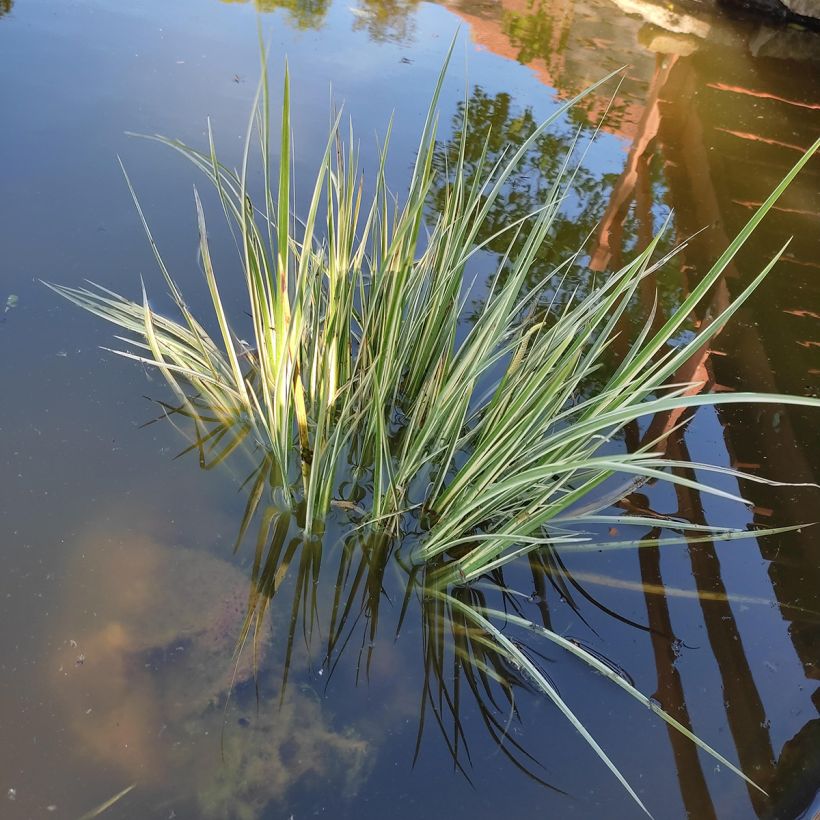 Acoro gramineus Variegatus (Porte)