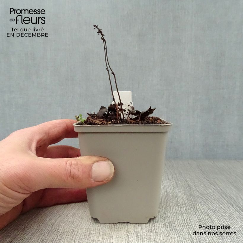 Actaea japonica Cheju-Do Maceta de 8/9 cm Ejemplar entregado en invierno