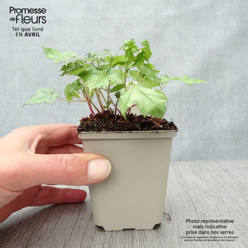 Actaea japonica Cheju-Do Maceta de 8/9 cm Ejemplar entregado en la primavera