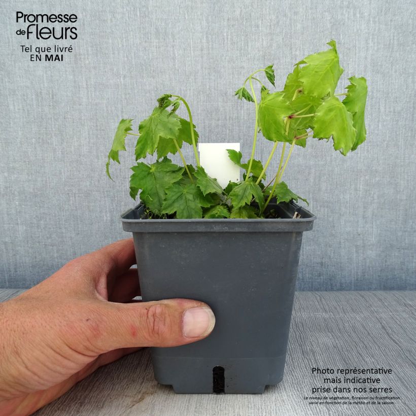 Actaea japonica Cheju-Do Maceta 1L/1,5L Ejemplar entregado en la primavera