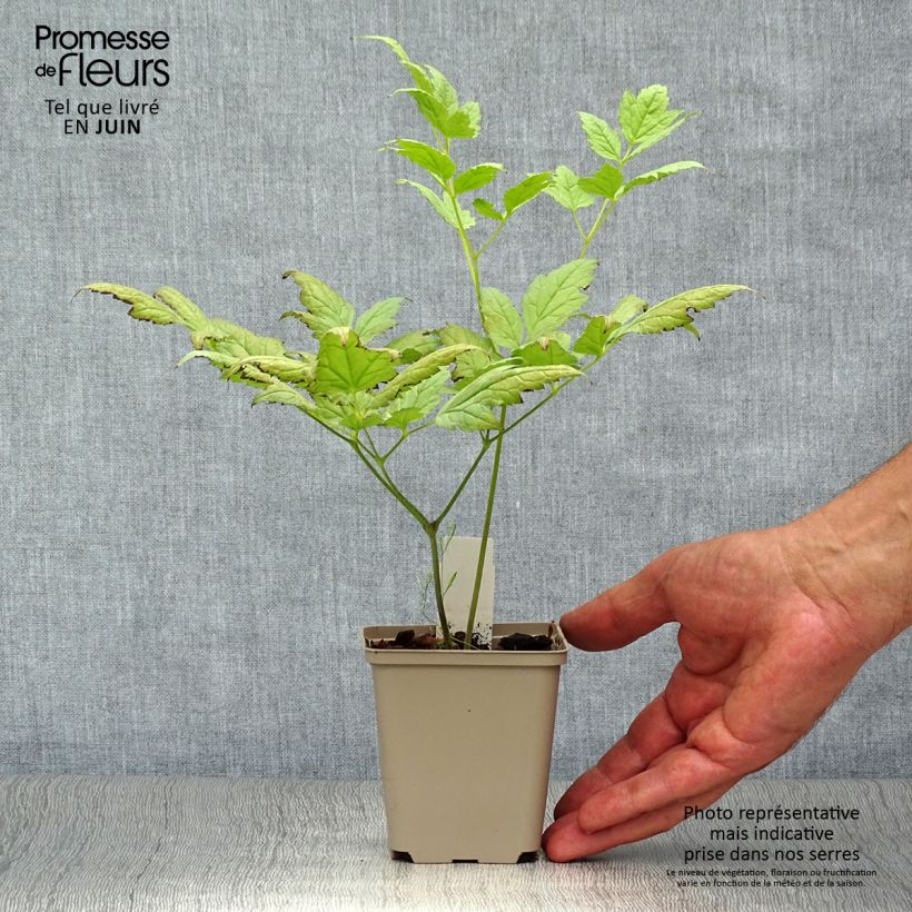 Ejemplar de Actaea pachypoda Misty Blue Maceta de 8/9 cm entregado en verano