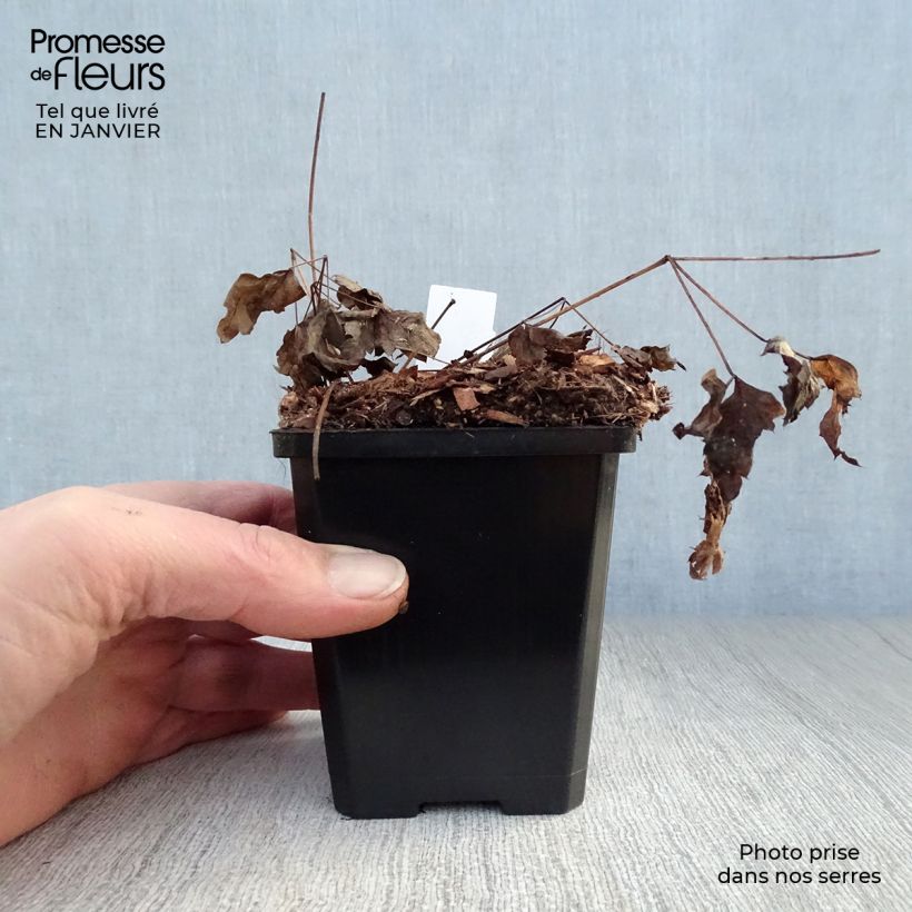 Actaea pachypoda Misty Blue Maceta de 8/9 cm Ejemplar entregado en invierno