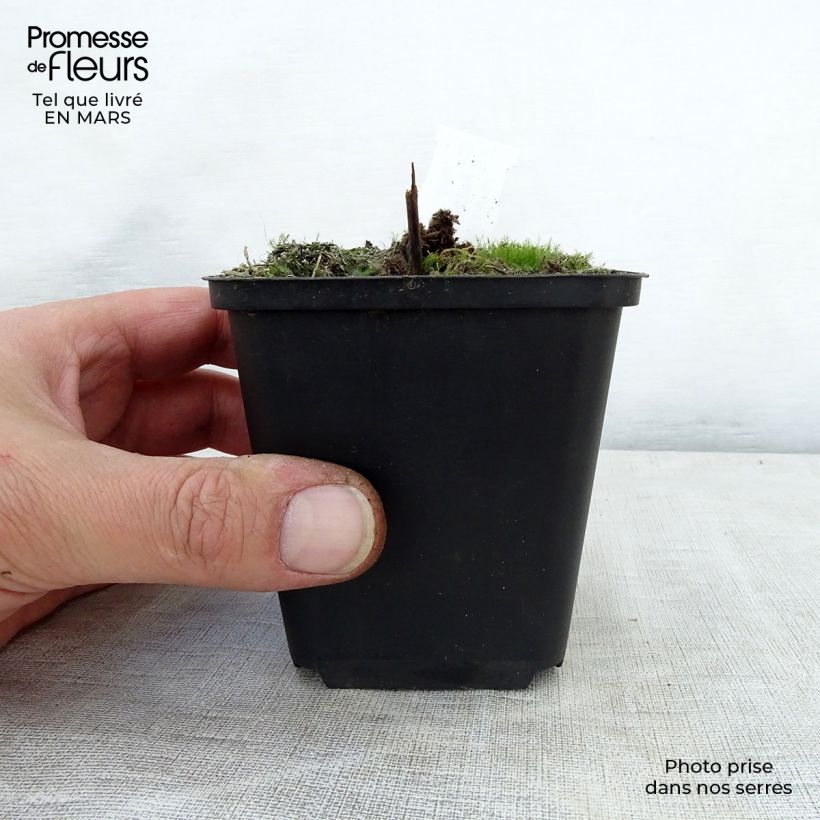 Actaea rubra Maceta de 8/9 cm Ejemplar entregado en la primavera