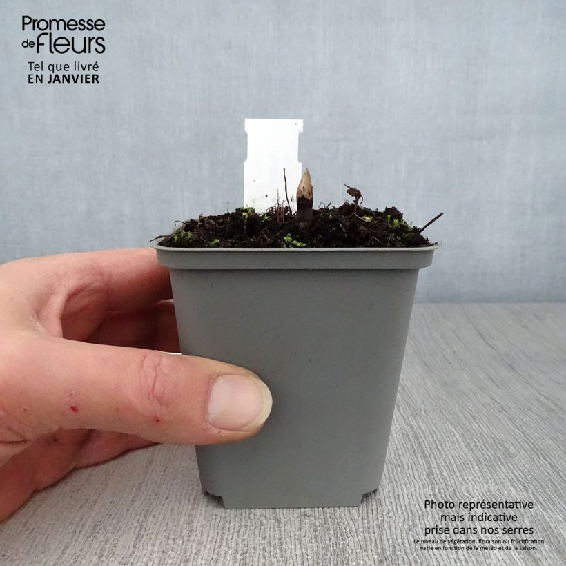 Actaea rubra Maceta de 8/9 cm Ejemplar entregado en invierno